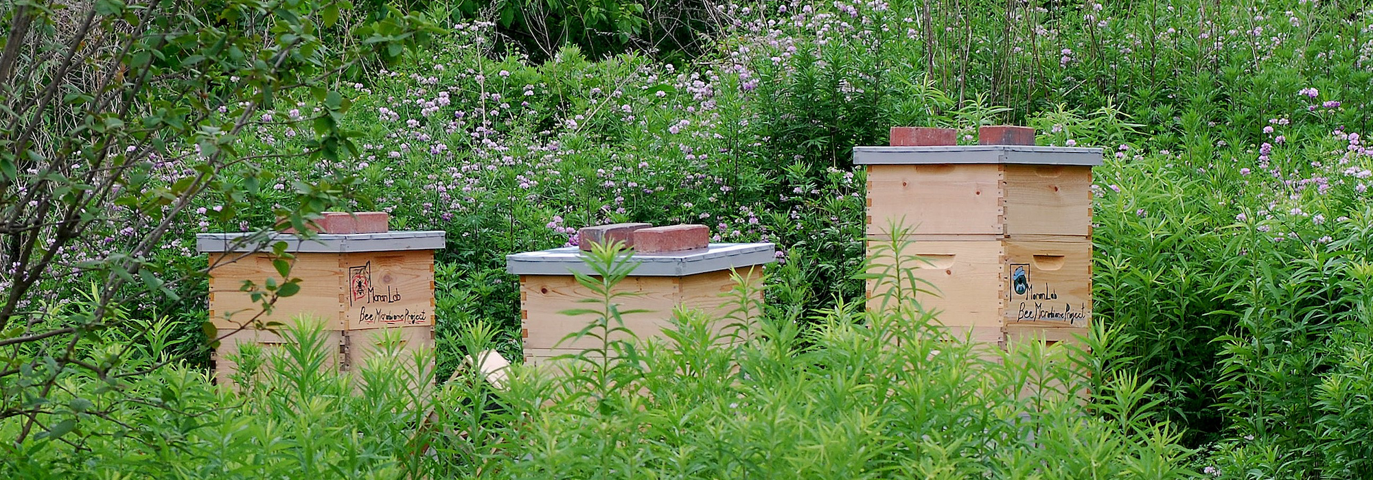 beehives in vegetation